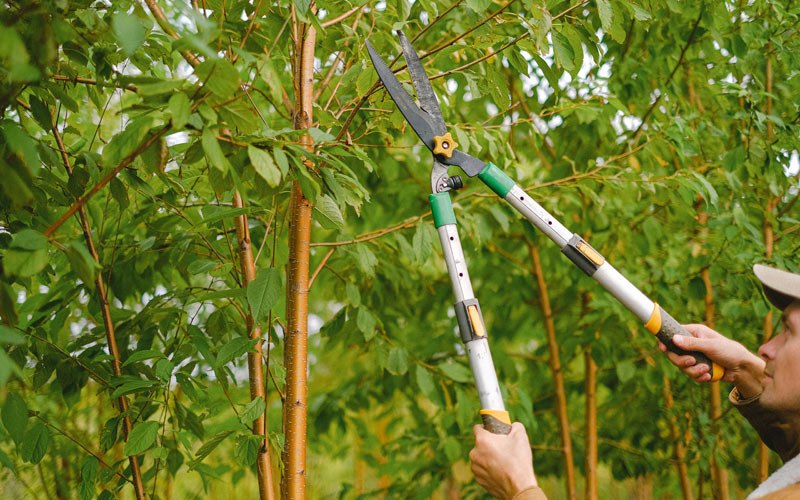 Tree trimming in Oolitic, IN